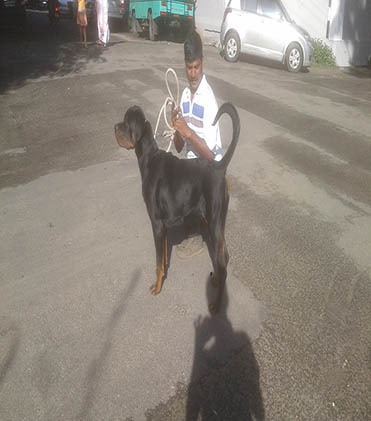 dog
