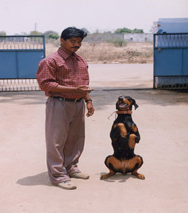 dog