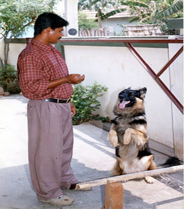 dog