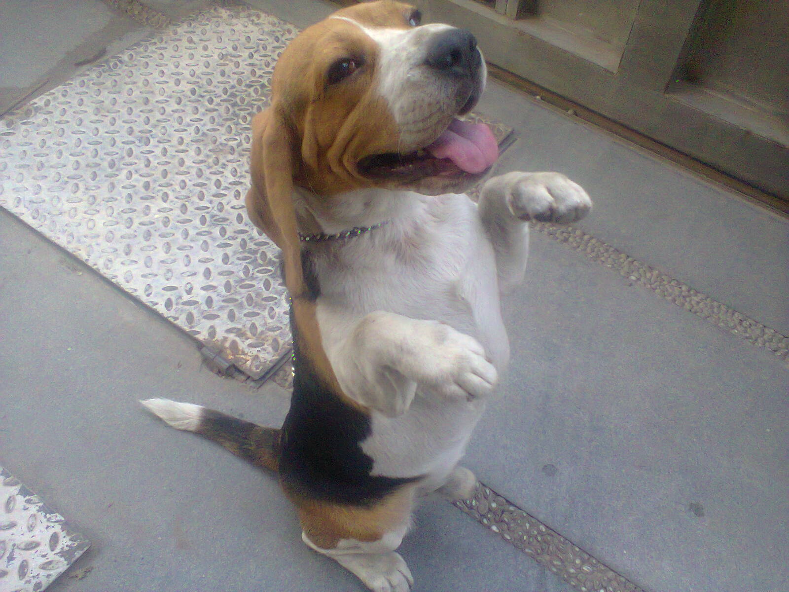 dog