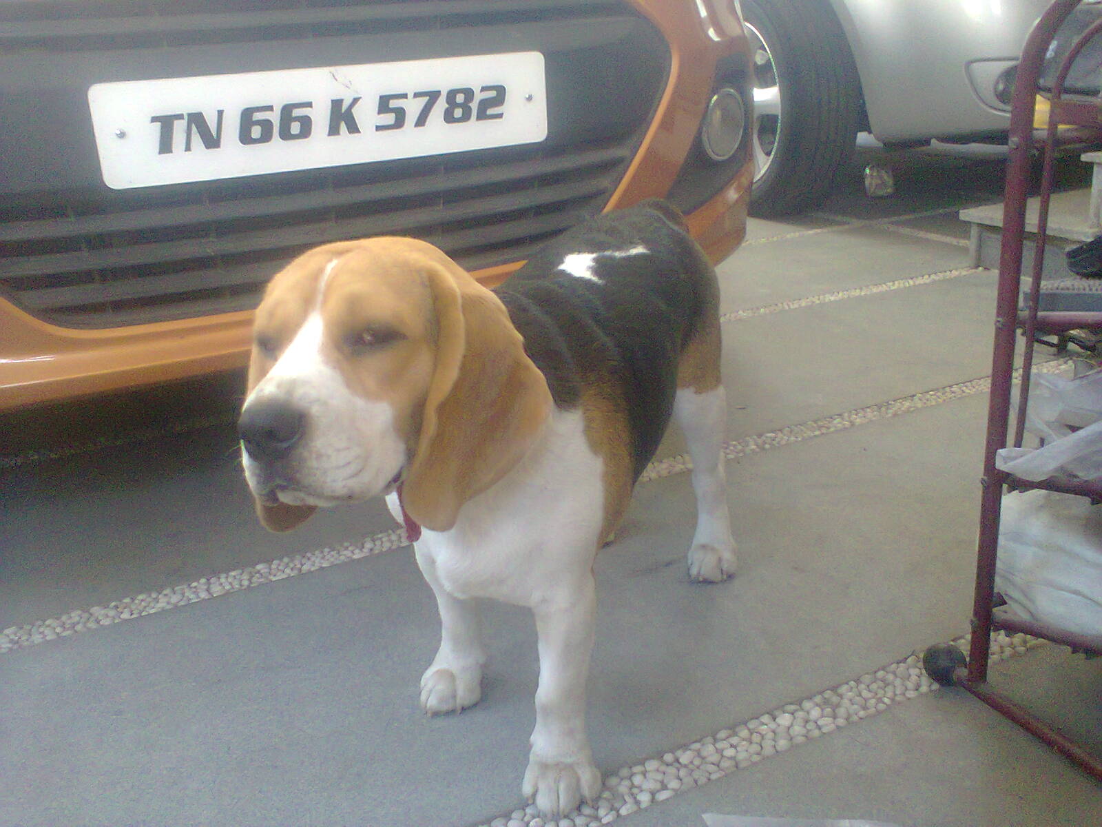 dog
