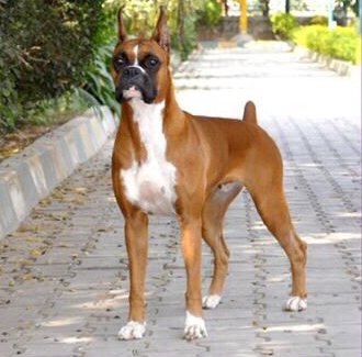 dog