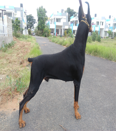dog