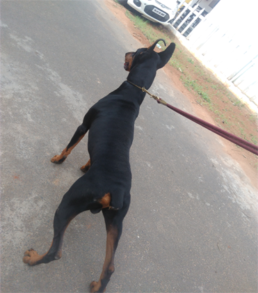 dog