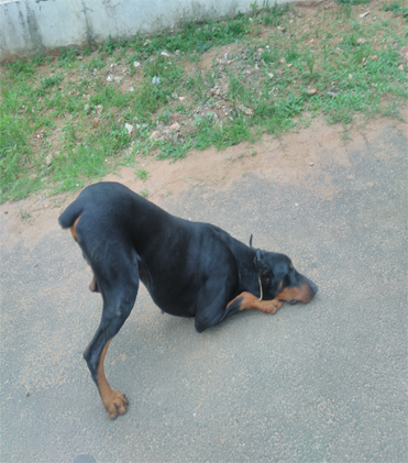 dog