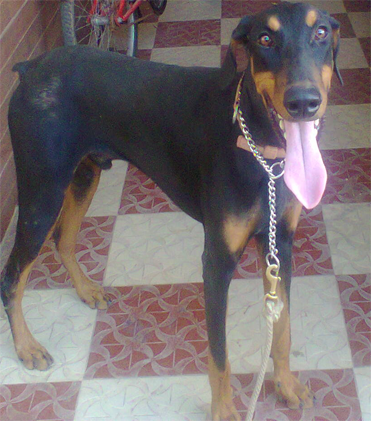 dog