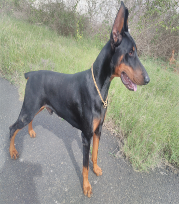 dog