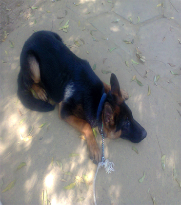 dog