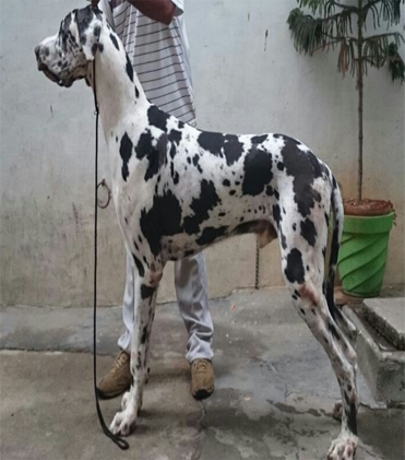 dog