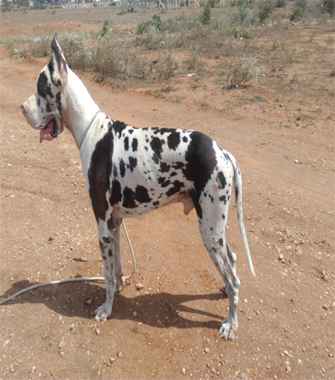 dog