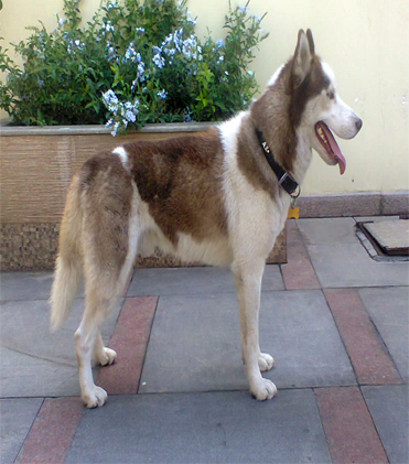 dog