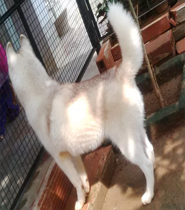 dog
