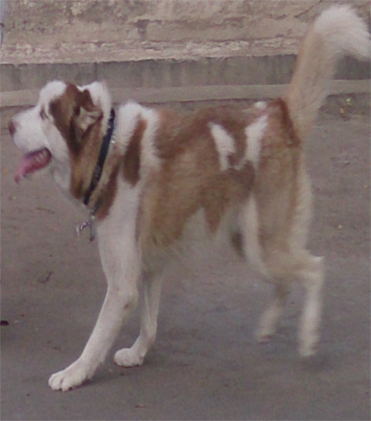 dog