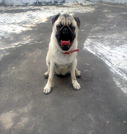 dog