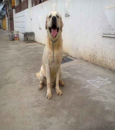 dog